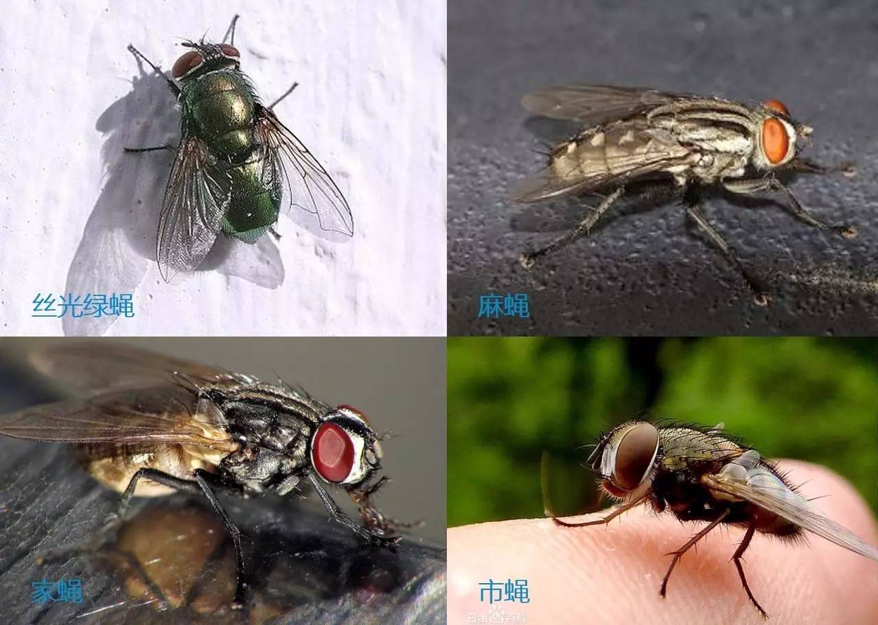 中国苍蝇种类图片